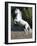 Grey Andalusian Stallion Rearing on Hind Legs, Ojai, California, USA-Carol Walker-Framed Photographic Print