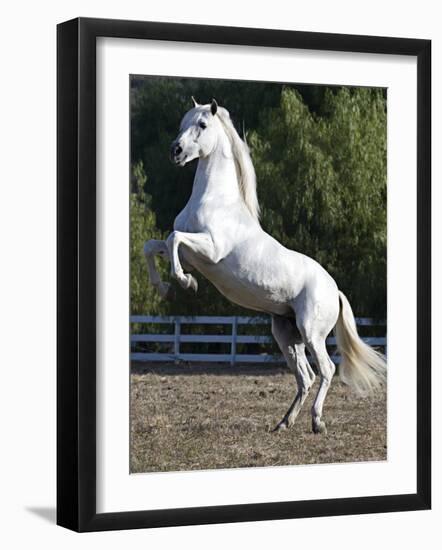 Grey Andalusian Stallion Rearing on Hind Legs, Ojai, California, USA-Carol Walker-Framed Photographic Print