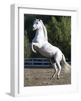 Grey Andalusian Stallion Rearing on Hind Legs, Ojai, California, USA-Carol Walker-Framed Photographic Print