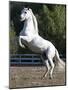 Grey Andalusian Stallion Rearing on Hind Legs, Ojai, California, USA-Carol Walker-Mounted Photographic Print