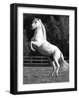 Grey Andalusian Stallion Rearing on Hind Legs, Ojai, California, USA-Carol Walker-Framed Photographic Print