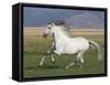 Grey Andalusian Stallion Running in Field, Longmont, Colorado, USA-Carol Walker-Framed Stretched Canvas