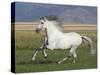 Grey Andalusian Stallion Running in Field, Longmont, Colorado, USA-Carol Walker-Stretched Canvas