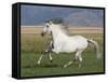 Grey Andalusian Stallion Running in Field, Longmont, Colorado, USA-Carol Walker-Framed Stretched Canvas