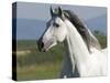 Grey Andalusian Stallion Running in Field, Longmont, Colorado, USA-Carol Walker-Stretched Canvas