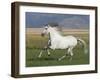 Grey Andalusian Stallion Running in Field, Longmont, Colorado, USA-Carol Walker-Framed Photographic Print