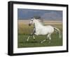 Grey Andalusian Stallion Running in Field, Longmont, Colorado, USA-Carol Walker-Framed Photographic Print