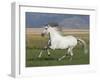 Grey Andalusian Stallion Running in Field, Longmont, Colorado, USA-Carol Walker-Framed Photographic Print