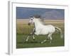 Grey Andalusian Stallion Running in Field, Longmont, Colorado, USA-Carol Walker-Framed Photographic Print