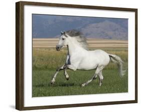 Grey Andalusian Stallion Running in Field, Longmont, Colorado, USA-Carol Walker-Framed Photographic Print