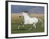 Grey Andalusian Stallion Running in Field, Longmont, Colorado, USA-Carol Walker-Framed Photographic Print