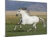 Grey Andalusian Stallion Running in Field, Longmont, Colorado, USA-Carol Walker-Mounted Photographic Print
