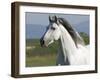 Grey Andalusian Stallion Running in Field, Longmont, Colorado, USA-Carol Walker-Framed Photographic Print