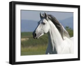 Grey Andalusian Stallion Running in Field, Longmont, Colorado, USA-Carol Walker-Framed Photographic Print