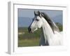 Grey Andalusian Stallion Running in Field, Longmont, Colorado, USA-Carol Walker-Framed Photographic Print