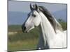 Grey Andalusian Stallion Running in Field, Longmont, Colorado, USA-Carol Walker-Mounted Photographic Print