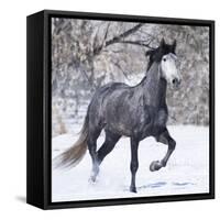 Grey Andalusian Stallion Running in Snow, Berthoud, Colorado, USA-Carol Walker-Framed Stretched Canvas