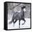 Grey Andalusian Stallion Running in Snow, Berthoud, Colorado, USA-Carol Walker-Framed Stretched Canvas