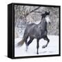 Grey Andalusian Stallion Running in Snow, Berthoud, Colorado, USA-Carol Walker-Framed Stretched Canvas