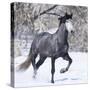 Grey Andalusian Stallion Running in Snow, Berthoud, Colorado, USA-Carol Walker-Stretched Canvas
