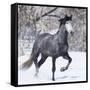 Grey Andalusian Stallion Running in Snow, Berthoud, Colorado, USA-Carol Walker-Framed Stretched Canvas