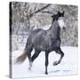 Grey Andalusian Stallion Running in Snow, Berthoud, Colorado, USA-Carol Walker-Stretched Canvas