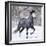 Grey Andalusian Stallion Running in Snow, Berthoud, Colorado, USA-Carol Walker-Framed Premium Photographic Print