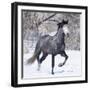 Grey Andalusian Stallion Running in Snow, Berthoud, Colorado, USA-Carol Walker-Framed Premium Photographic Print