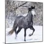 Grey Andalusian Stallion Running in Snow, Berthoud, Colorado, USA-Carol Walker-Mounted Premium Photographic Print