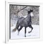 Grey Andalusian Stallion Running in Snow, Berthoud, Colorado, USA-Carol Walker-Framed Photographic Print