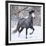 Grey Andalusian Stallion Running in Snow, Berthoud, Colorado, USA-Carol Walker-Framed Photographic Print