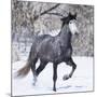 Grey Andalusian Stallion Running in Snow, Berthoud, Colorado, USA-Carol Walker-Mounted Photographic Print