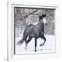 Grey Andalusian Stallion Running in Snow, Berthoud, Colorado, USA-Carol Walker-Framed Photographic Print