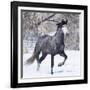 Grey Andalusian Stallion Running in Snow, Berthoud, Colorado, USA-Carol Walker-Framed Photographic Print