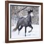 Grey Andalusian Stallion Running in Snow, Berthoud, Colorado, USA-Carol Walker-Framed Photographic Print