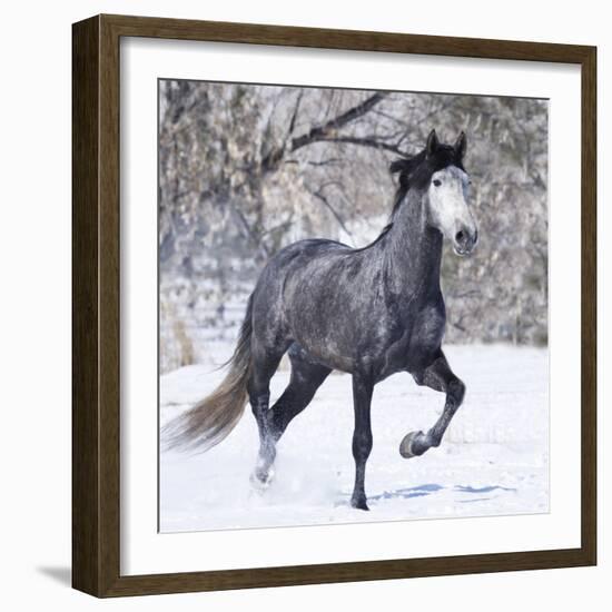 Grey Andalusian Stallion Running in Snow, Berthoud, Colorado, USA-Carol Walker-Framed Photographic Print