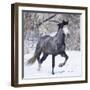 Grey Andalusian Stallion Running in Snow, Berthoud, Colorado, USA-Carol Walker-Framed Photographic Print