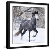 Grey Andalusian Stallion Running in Snow, Berthoud, Colorado, USA-Carol Walker-Framed Photographic Print
