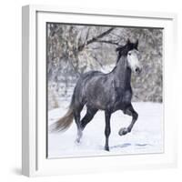 Grey Andalusian Stallion Running in Snow, Berthoud, Colorado, USA-Carol Walker-Framed Photographic Print