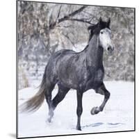 Grey Andalusian Stallion Running in Snow, Berthoud, Colorado, USA-Carol Walker-Mounted Photographic Print