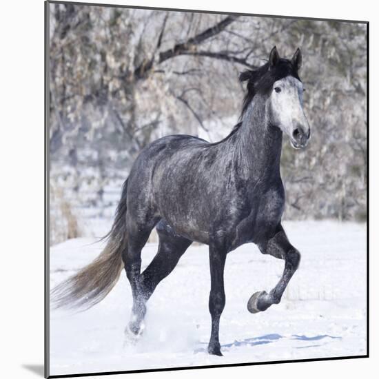 Grey Andalusian Stallion Running in Snow, Berthoud, Colorado, USA-Carol Walker-Mounted Photographic Print