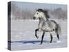 Grey Andalusian Stallion Trotting in Snow, Longmont, Colorado, USA-Carol Walker-Stretched Canvas