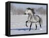 Grey Andalusian Stallion Trotting in Snow, Longmont, Colorado, USA-Carol Walker-Framed Stretched Canvas