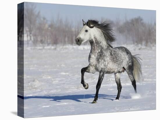 Grey Andalusian Stallion Trotting in Snow, Longmont, Colorado, USA-Carol Walker-Stretched Canvas