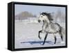 Grey Andalusian Stallion Trotting in Snow, Longmont, Colorado, USA-Carol Walker-Framed Stretched Canvas