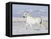 Grey Andalusian Stallion Trotting in Snow, Longmont, Colorado, USA-Carol Walker-Framed Stretched Canvas