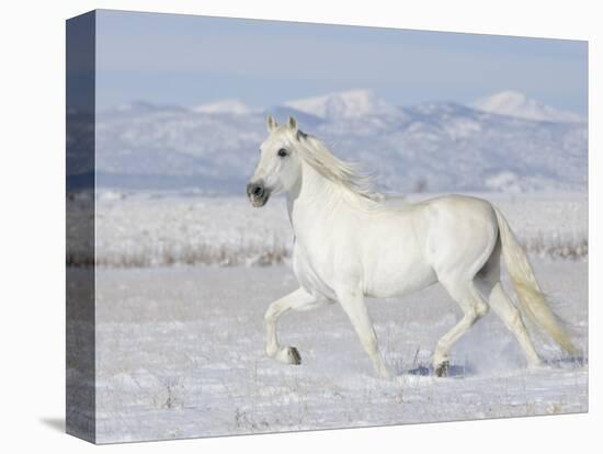 Grey Andalusian Stallion Trotting in Snow, Longmont, Colorado, USA-Carol Walker-Stretched Canvas