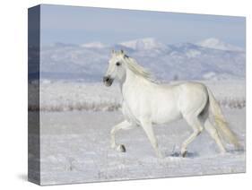 Grey Andalusian Stallion Trotting in Snow, Longmont, Colorado, USA-Carol Walker-Stretched Canvas