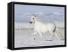 Grey Andalusian Stallion Trotting in Snow, Longmont, Colorado, USA-Carol Walker-Framed Stretched Canvas