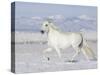 Grey Andalusian Stallion Trotting in Snow, Longmont, Colorado, USA-Carol Walker-Stretched Canvas